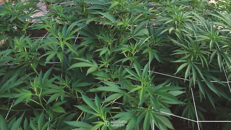 me-ch-12-trellis-horizontal-800x450-1