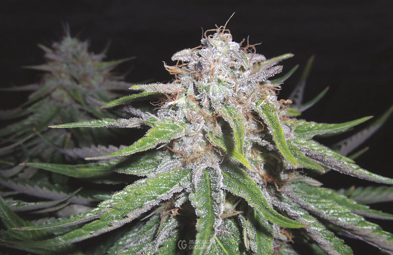 me-ch-13-01-22-pdc-bud-shot-800x519-1