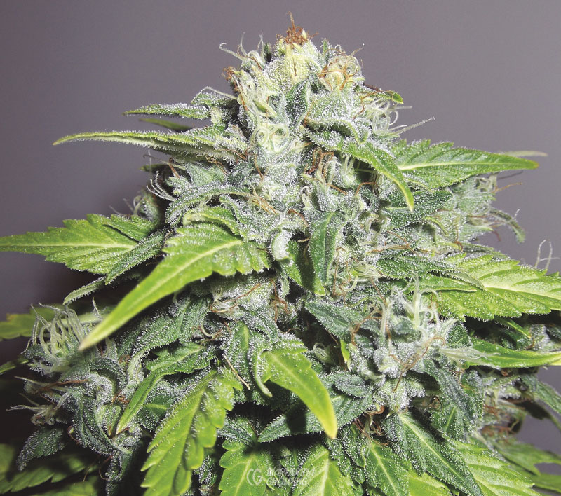 me-ch-13-01-24-wc-bud-shot-800x708-1