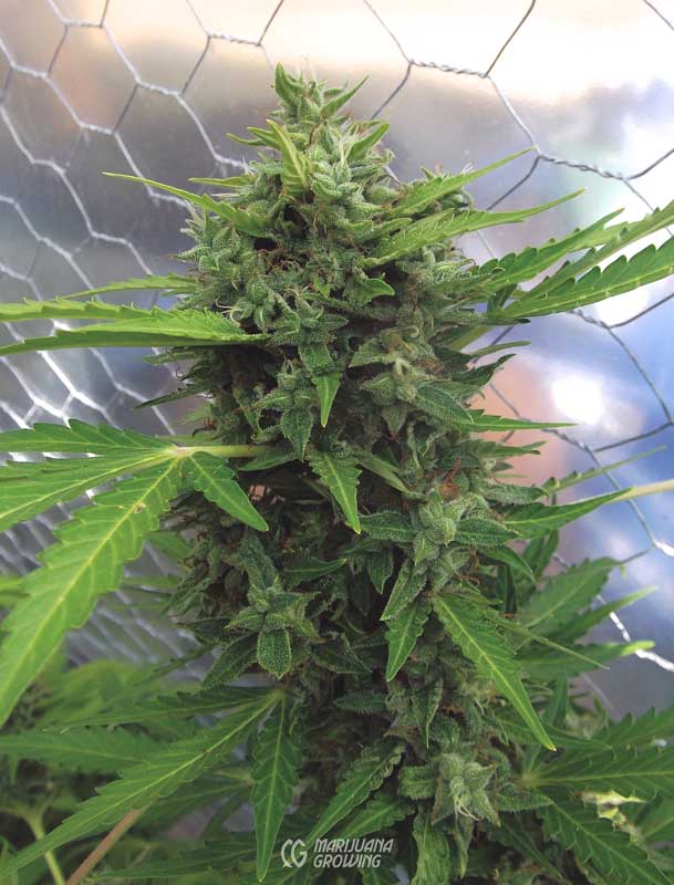 me-ch-13-01-pollinated-609x800-1