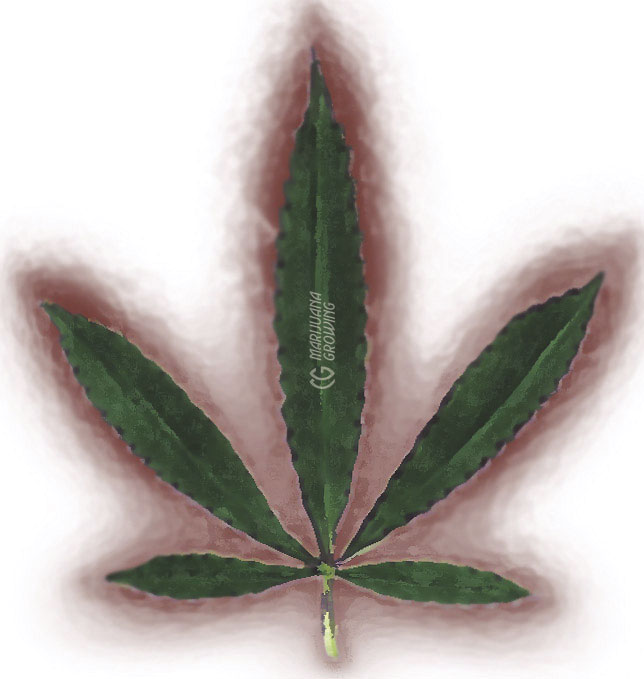 me-ch-13-co2leaf