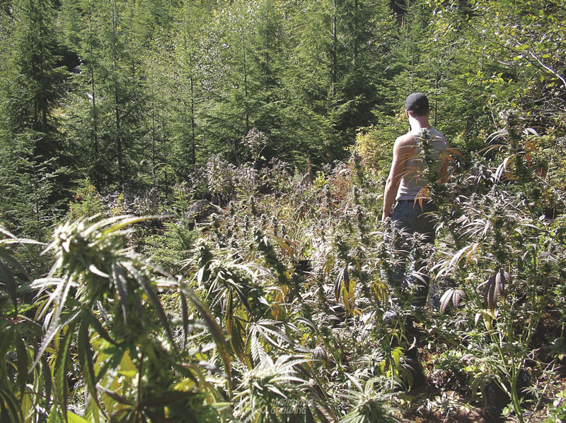 me-ch-13-secret-valley-seeds-field