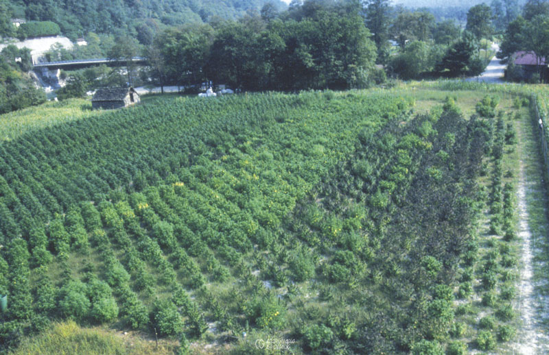 me-ch-14-swiss-fel-field