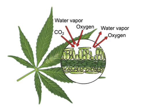 me-ch-16-63_stomata_separatelayers indoor air quality