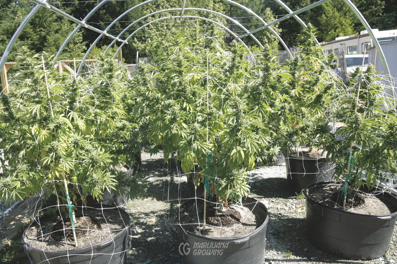 me-ch-16-_mg_3544 cannabis container