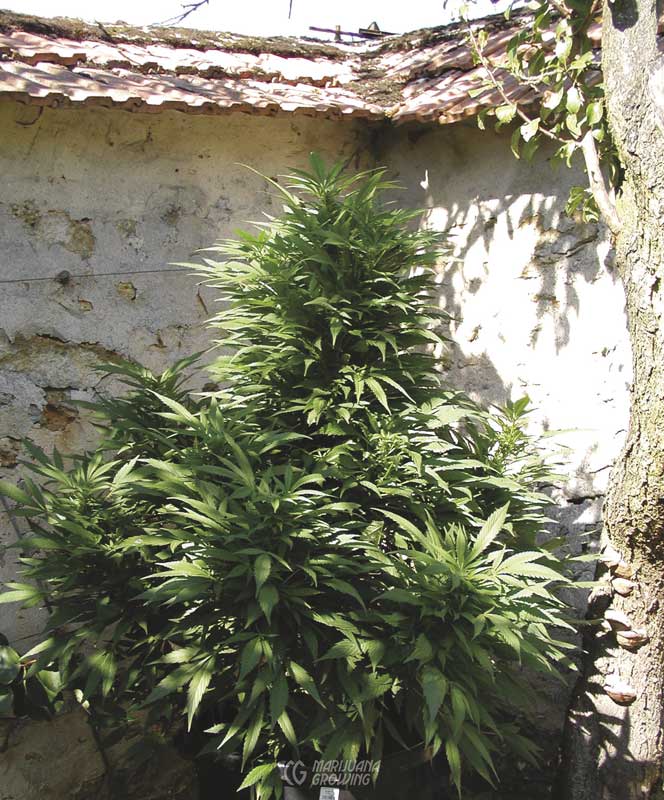 me-ch-16-bud-sensi-star