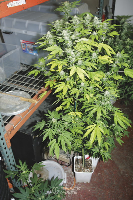 me-ch-16-flower-_mg_3691