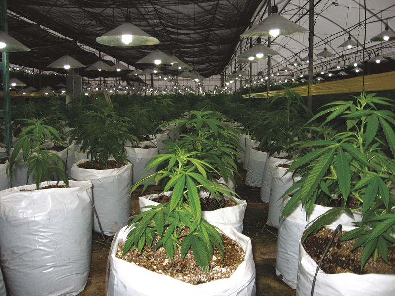 me-ch-16-greenhouse-img_4449