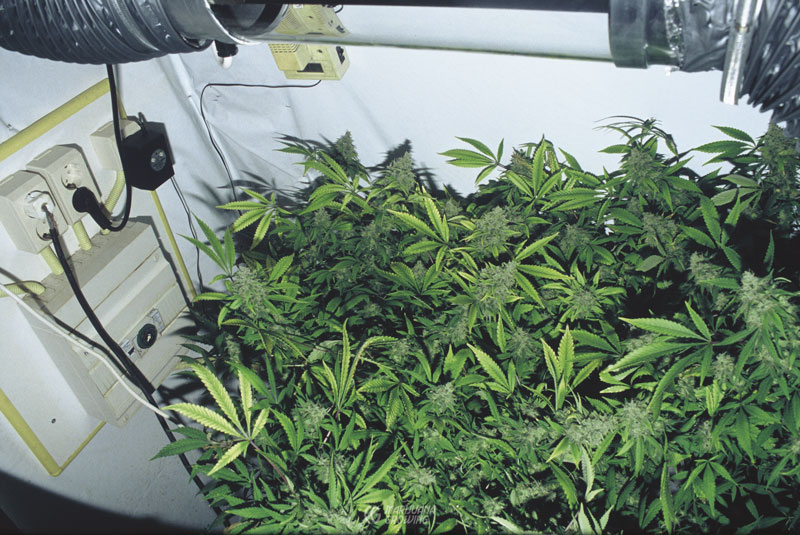 me-ch-16-sage-thseeds