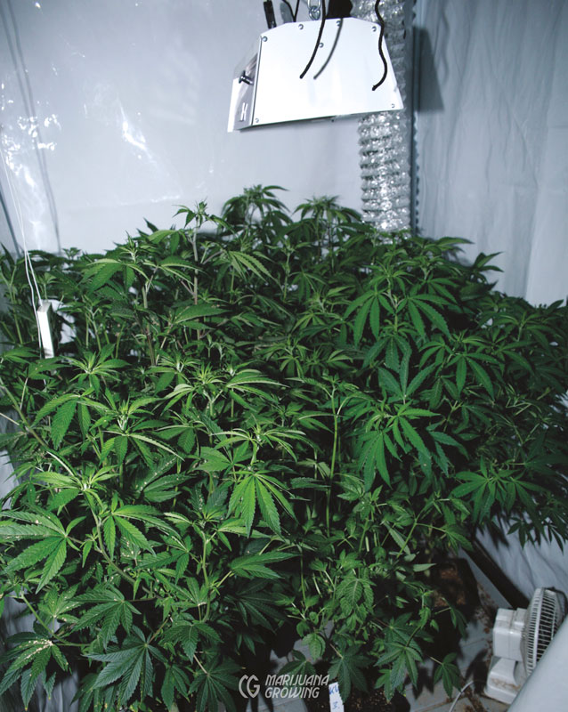 me-ch-17-gr-male_5267