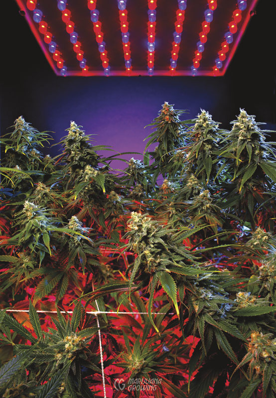 me-ch-17-lf_led_garden
