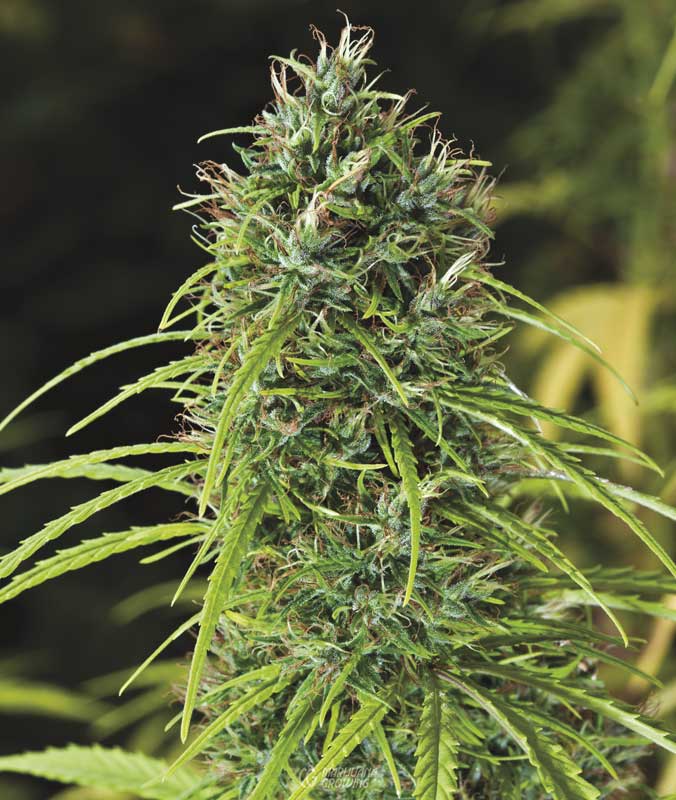 me-ch-17-lf_swazi_landrace_0