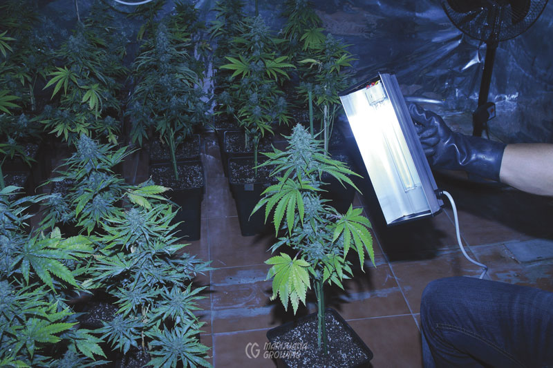 me-ch-17-marijuana-uvc-light-mold cannabis lights