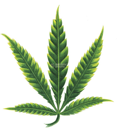 me-ch-18-leaf-k-1