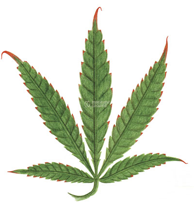 me-ch-18-leaf-k-2