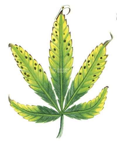 me-ch-18-leaf-k-3