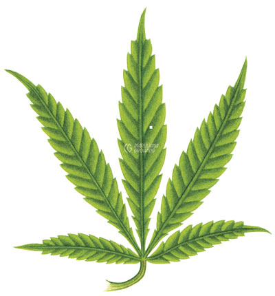 me-ch-18-leaf-n-1