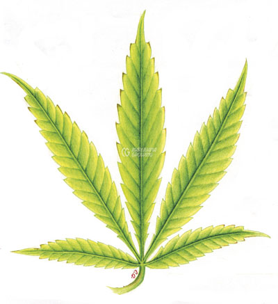 me-ch-18-leaf-n-2