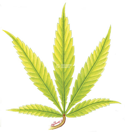 me-ch-18-leaf-n-3