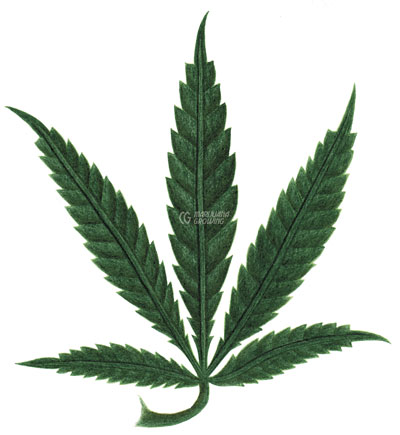 me-ch-18-leaf-n-over-1