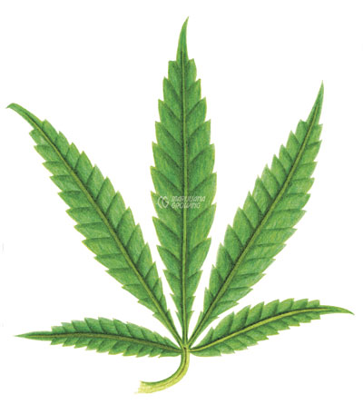 me-ch-18-leaf-p-1
