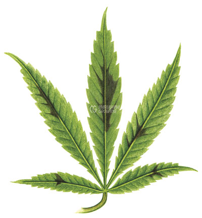 me-ch-18-leaf-p-2