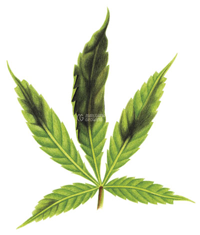 me-ch-18-leaf-p-3