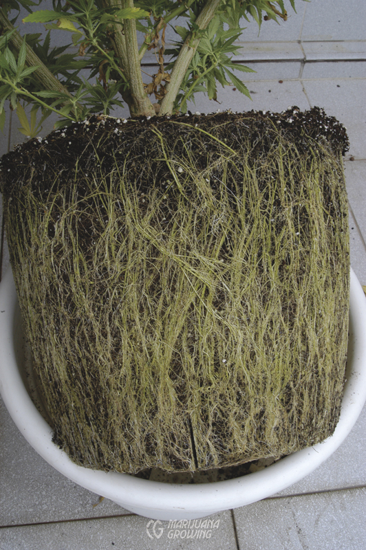 me-ch-19-green-roots-terrasa4551