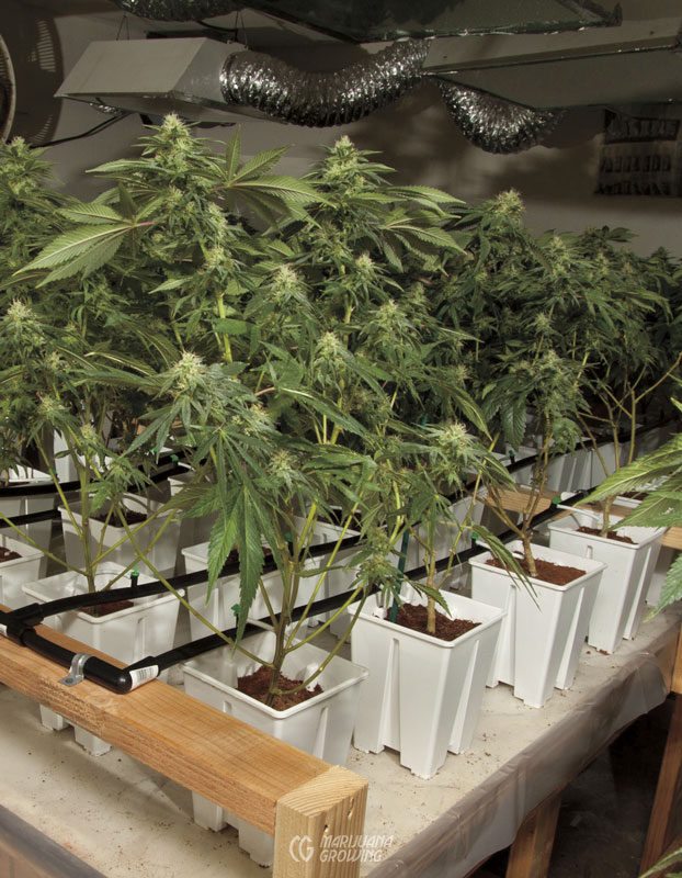me-ch-19-lf_wht_container_plants_img_7831-22x800-1