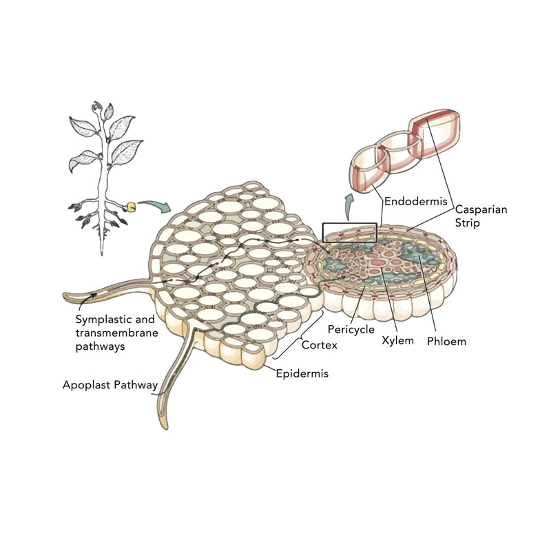 me-ch-20-24_geray_separatelayers