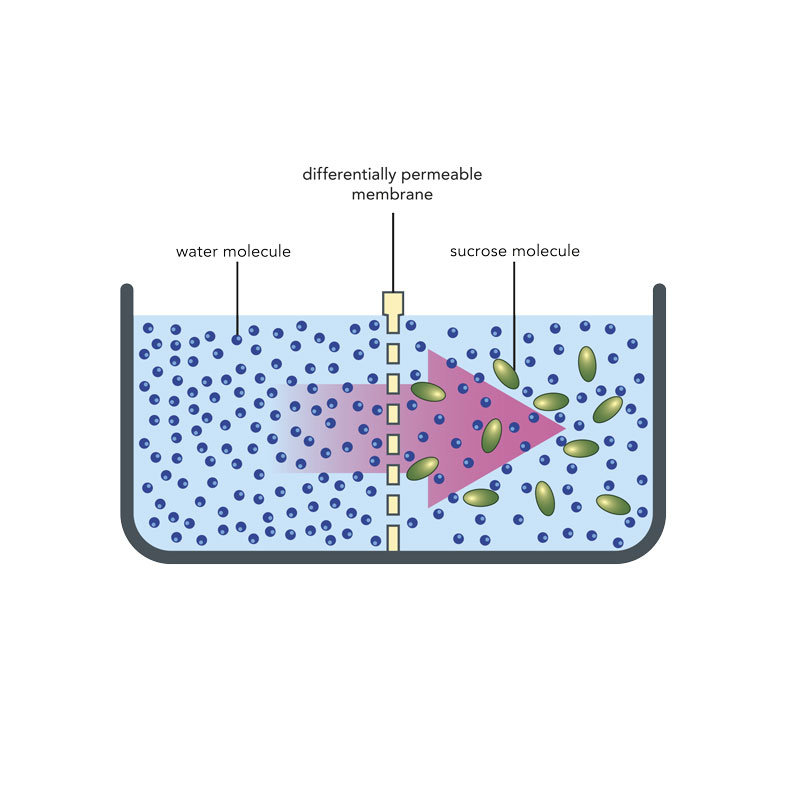 me-ch-20-25_osmosisprocess_separatelayers