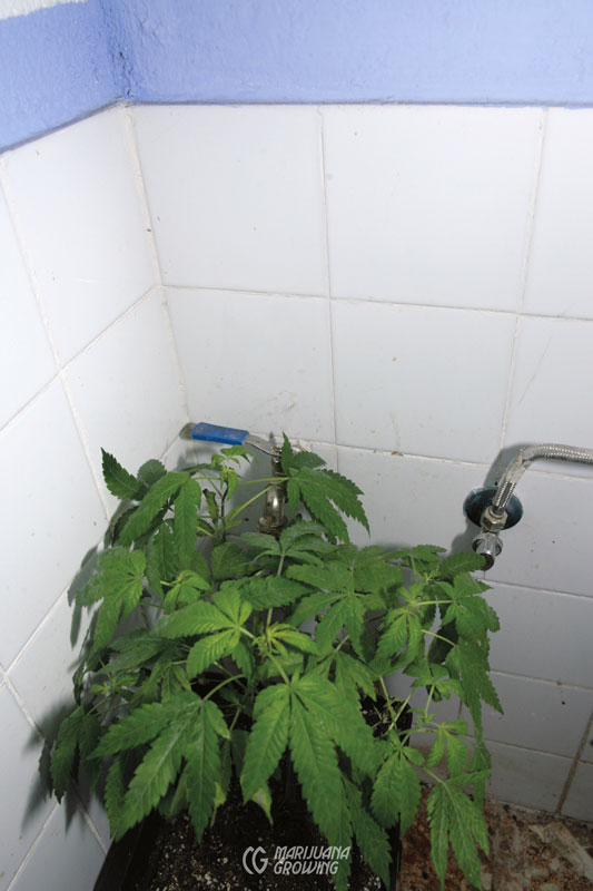 me-ch-20-_mg_8101-1 cannabis water
