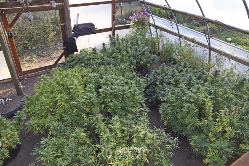 me-ch-20-dd-img_5508-greenhouse-roof-800x533-1