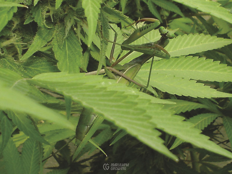 me-ch-20-praying-imagen-054