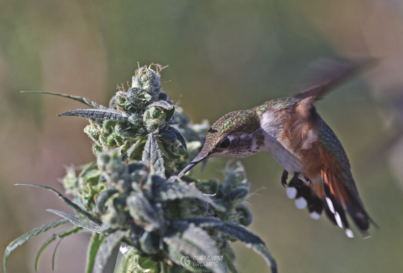 me-ch-21-08-20-08-hummer-3342-800x541-1