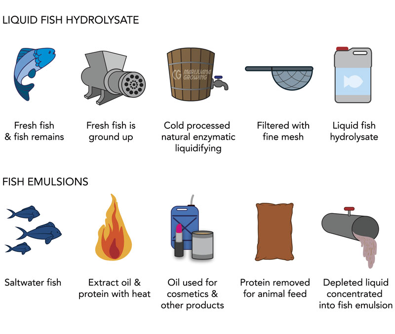 me-ch-21-18_fish_separatelayers-800x677-1