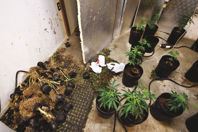 me-ch-21-lf_dirty_indoor_garden2-800x533-1