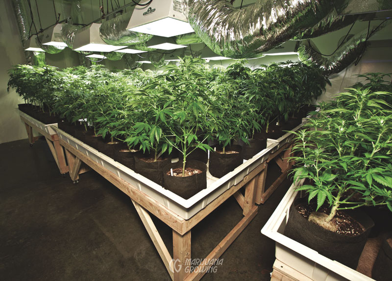 me-ch-21-lf_indoor_garden2-800x574-1