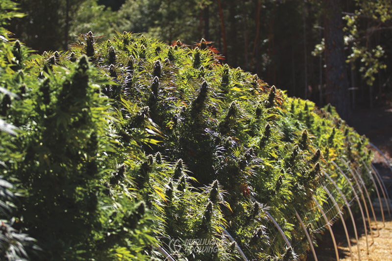 me-ch-21-lf_outdoor_7476-800x533-1