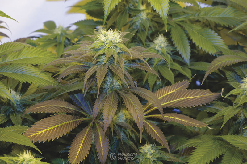 me-ch-21-nutrient-_mg_4184-800x533-1