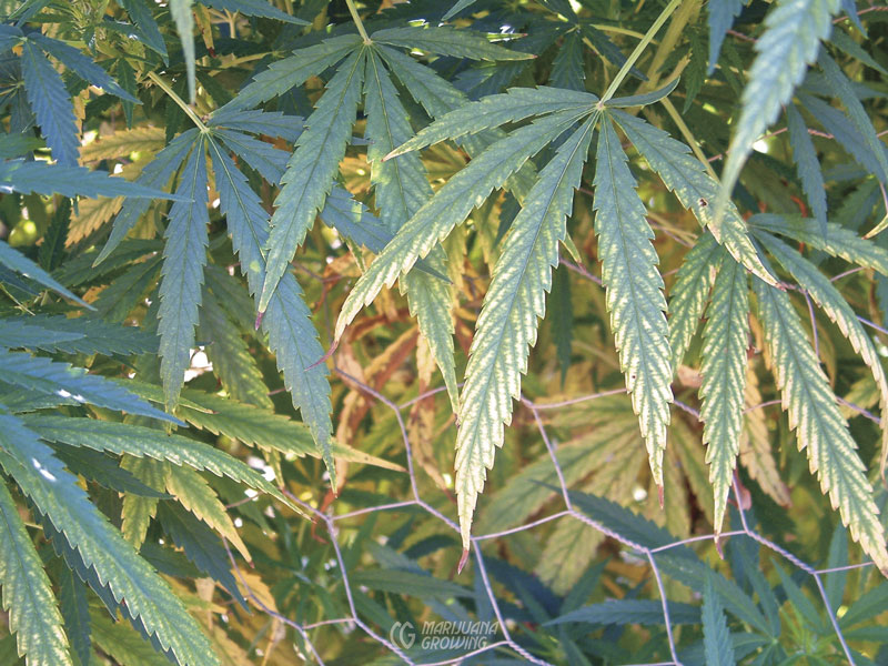me-ch-21-potassium-dscf0489-800x600-1