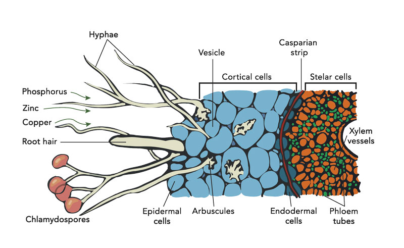 me-ch-22-96_mycorrhizae_separatelayers
