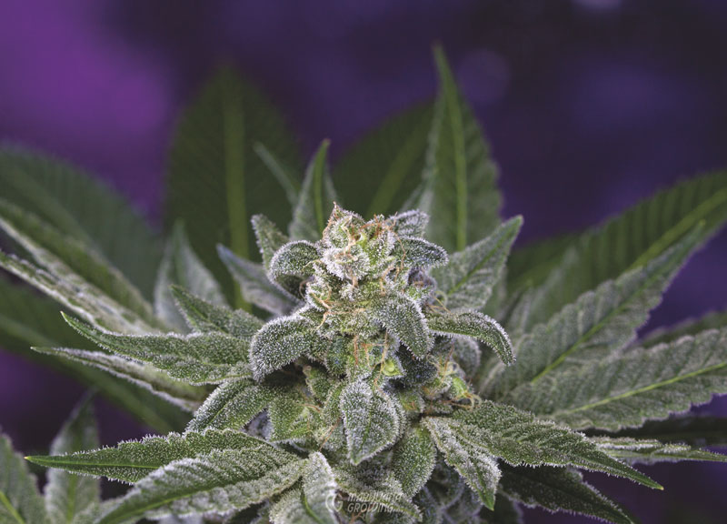 me-ch-22-mom-gooey-x-kona-sunset-41-of-47