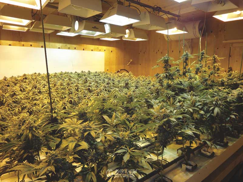 me-ch-23-hydro-trhchome-dsc01140 hydroponic weed