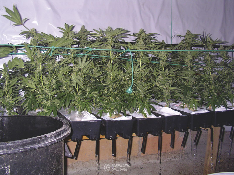 me-ch-23-hydroponic-imagen-030