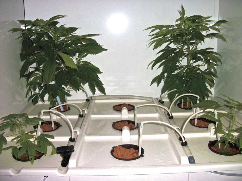 me-ch-23-hydroponics-100_0704