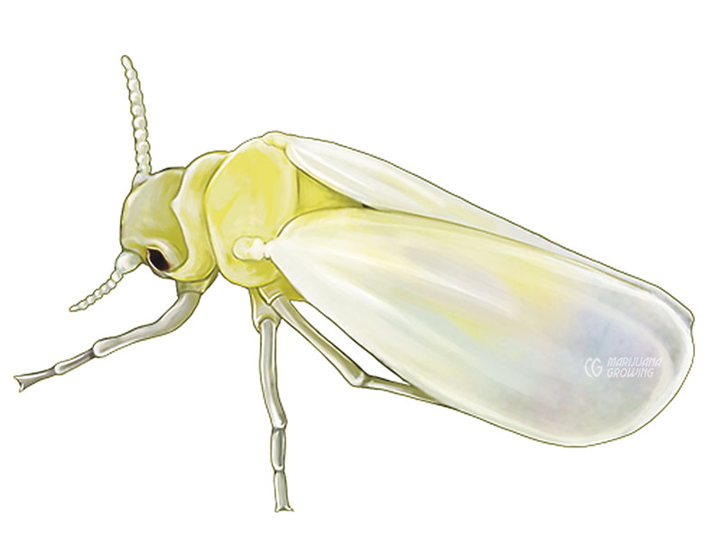 me-ch-24-28_whitefly