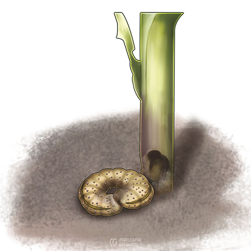 me-ch-24-5_cutworm-1-800x800-1