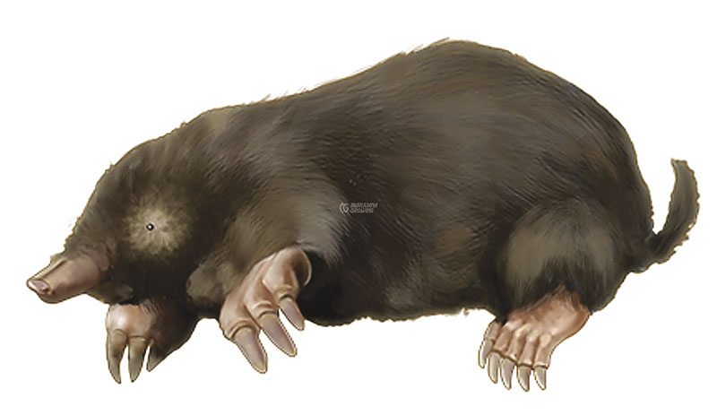 me-ch-24-94_mole
