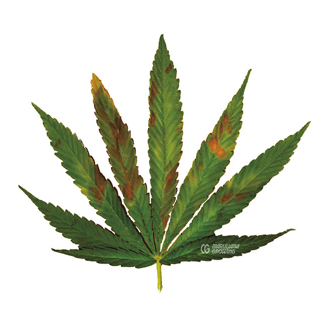 me-ch-24-anthracnose-correction cannabis diseases and pests